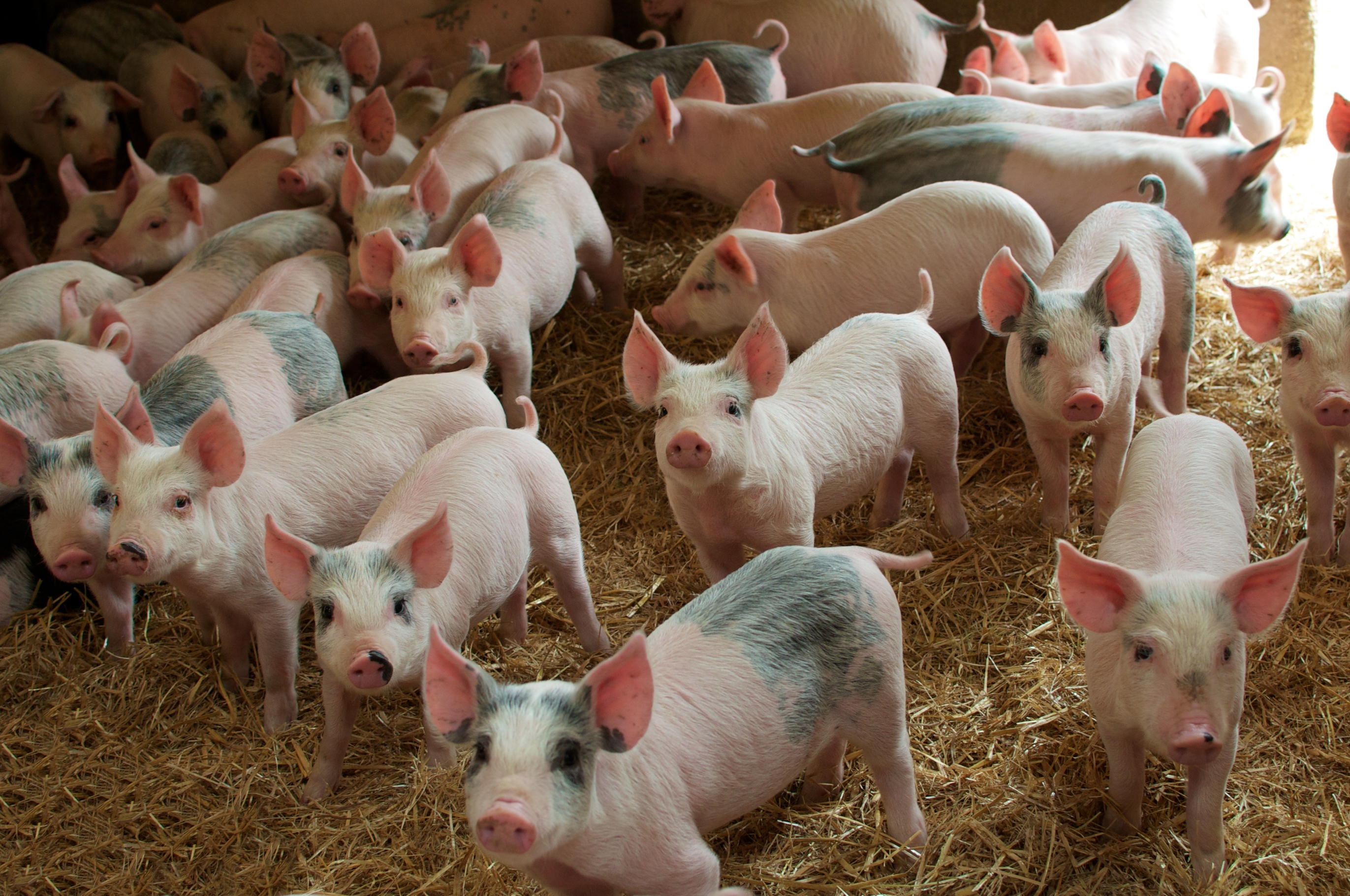 Weaner pigs on straw bedding